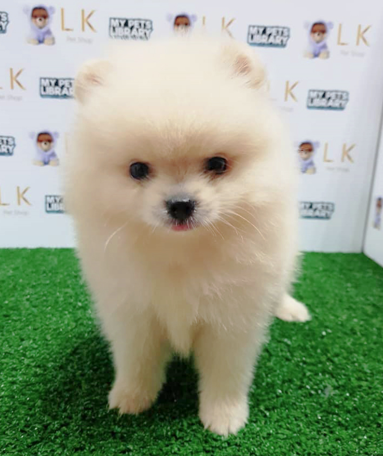 Cream Pomeranian Puppy (Female) For Sale