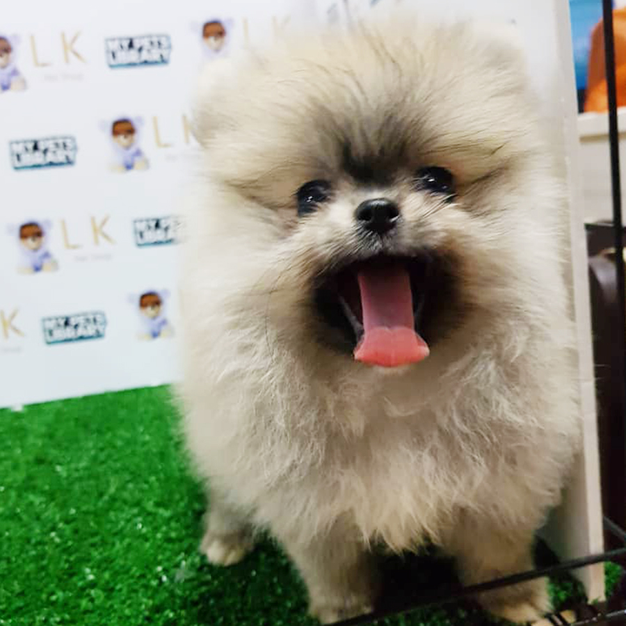 Sable Gray Pomeranian Puppy (Male) For Sale