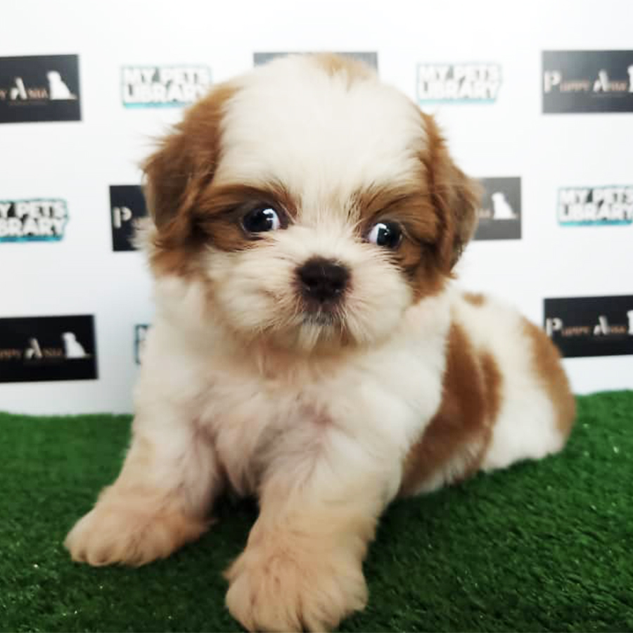 Shih Tzu Puppy (Female) For Sale
