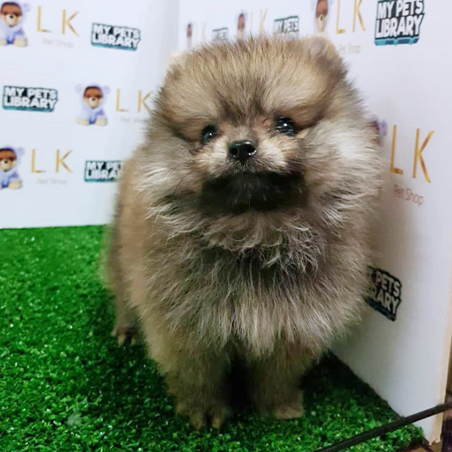Sable Brown Pomeranian Puppy (Male) For Sale