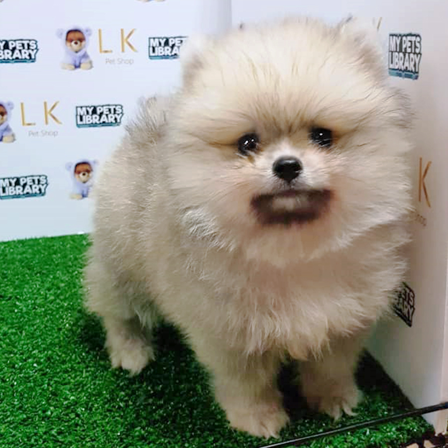 Sable Brown Pomeranian Puppy (Male) For Sale