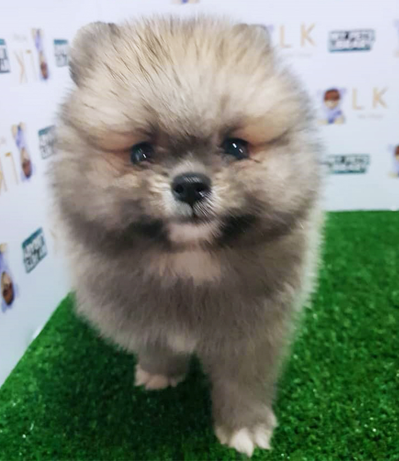Sable Gray Pomeranian Puppy (Male) For Sale