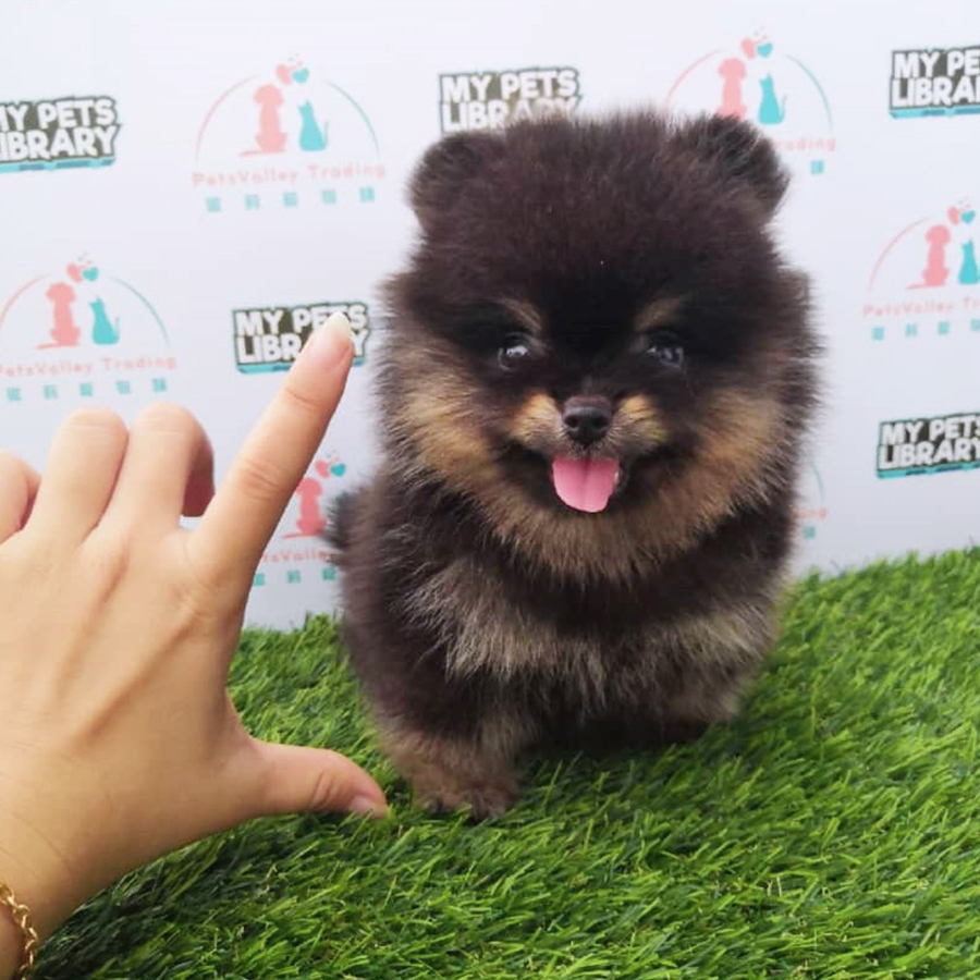 Black Tan Pomeranian (Male) For Sale