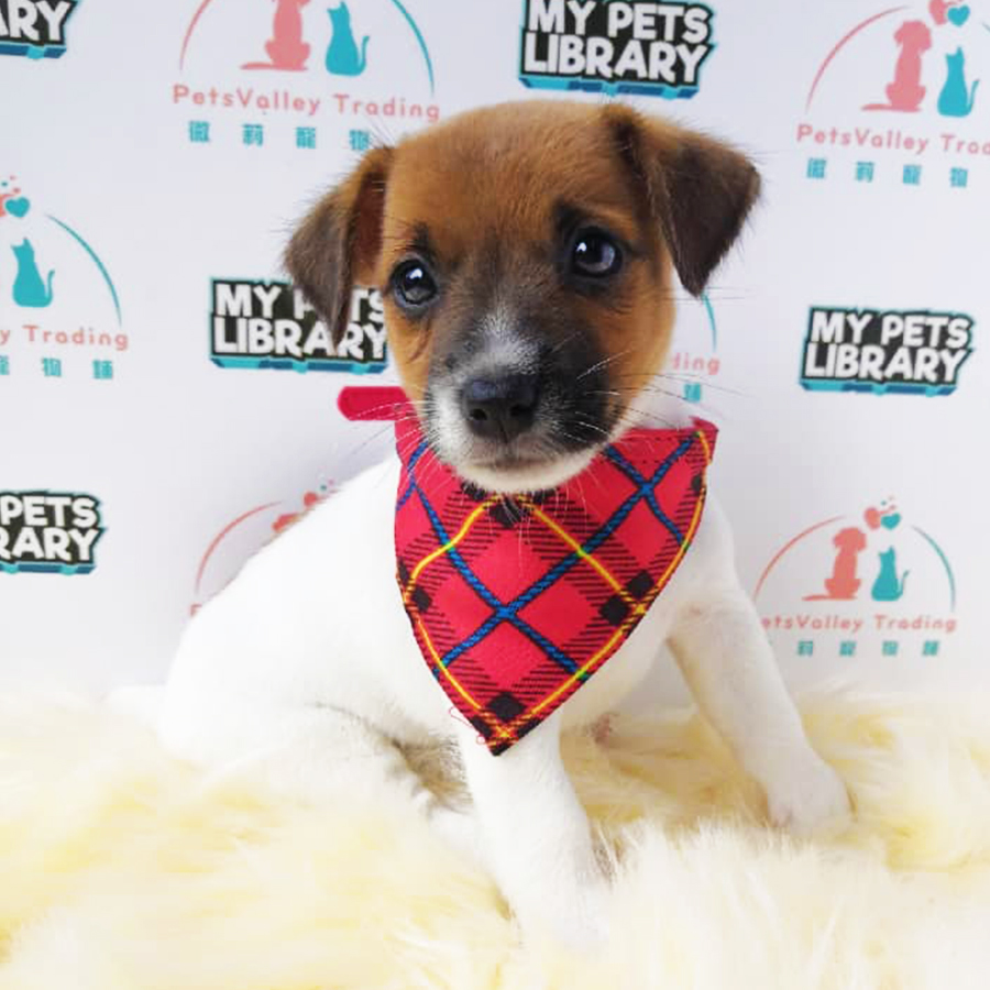 Jack Russell Terrier Puppy (Male) For Sale
