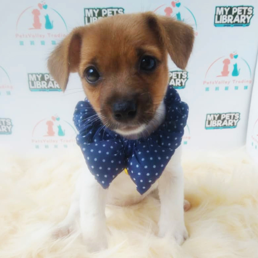 Jack Russell Terrier Puppy (Female) For Sale