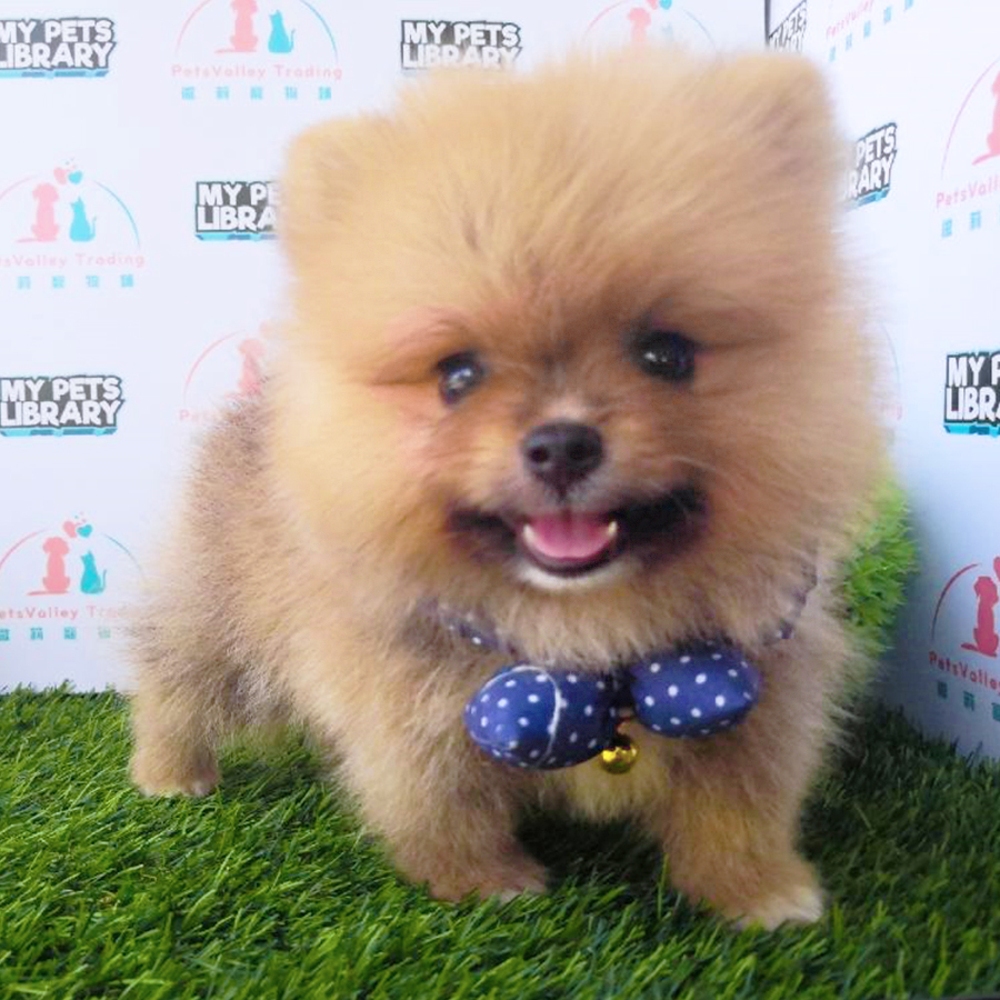 Orange Sable Pomeranian (Male) For Sale