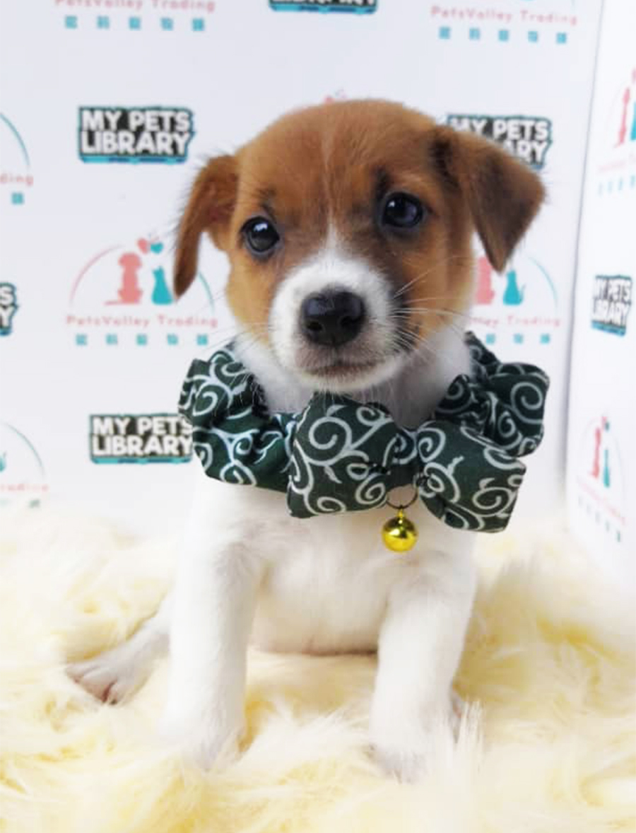Jack Russell Terrier Puppy (Female) For Sale