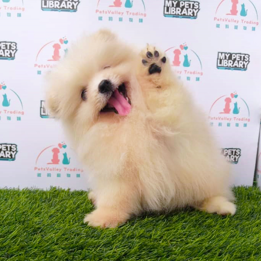 Cream White Pomeranian (Female) For Sale