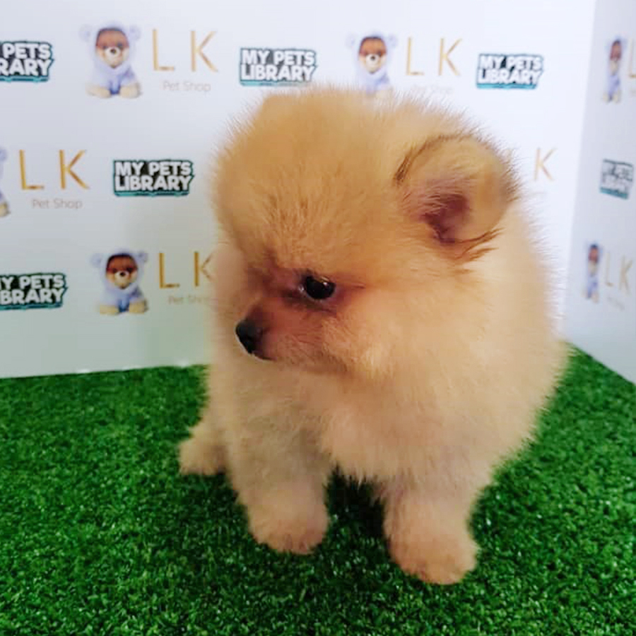 Orange Pomeranian (Male) For Sale