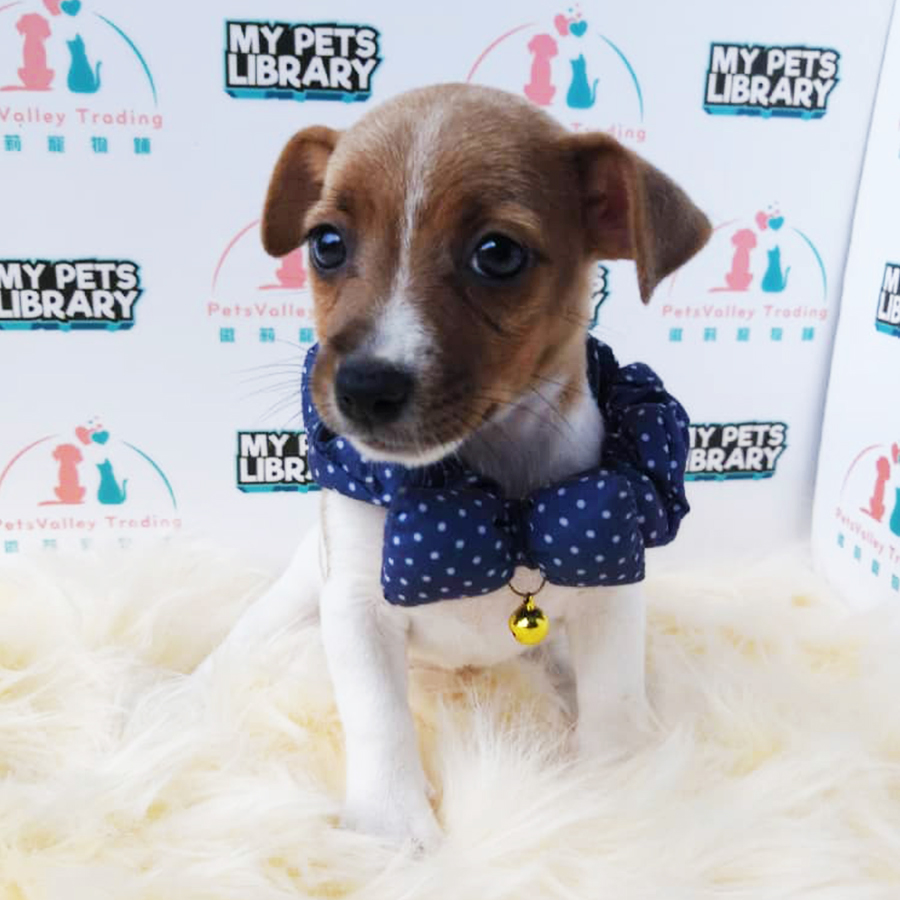 Jack Russell Terrier Puppy (Female) For Sale