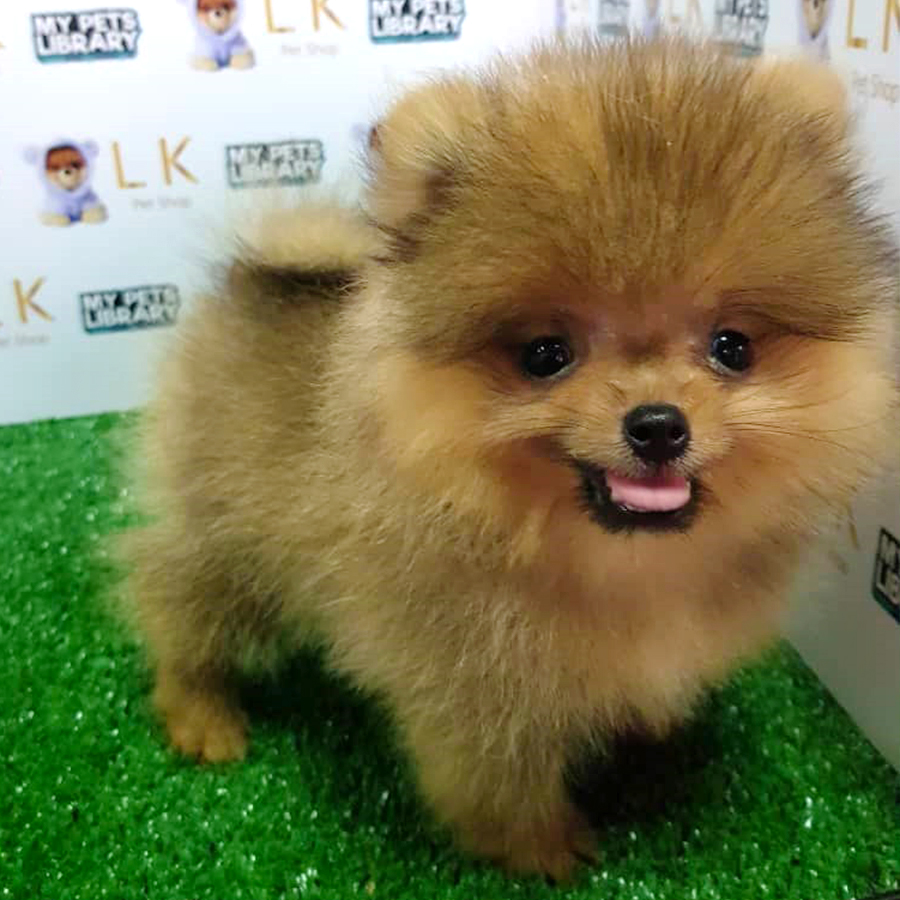 Sable Brown Pomeranian (Female) For Sale