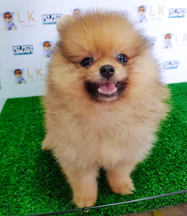 Sable Brown Pomeranian (Male) For Sale