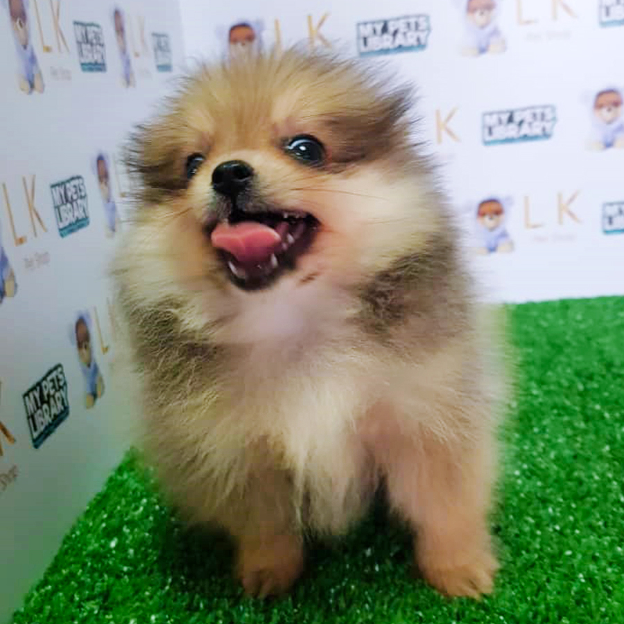 Sable Brown Pomeranian (Female) For Sale