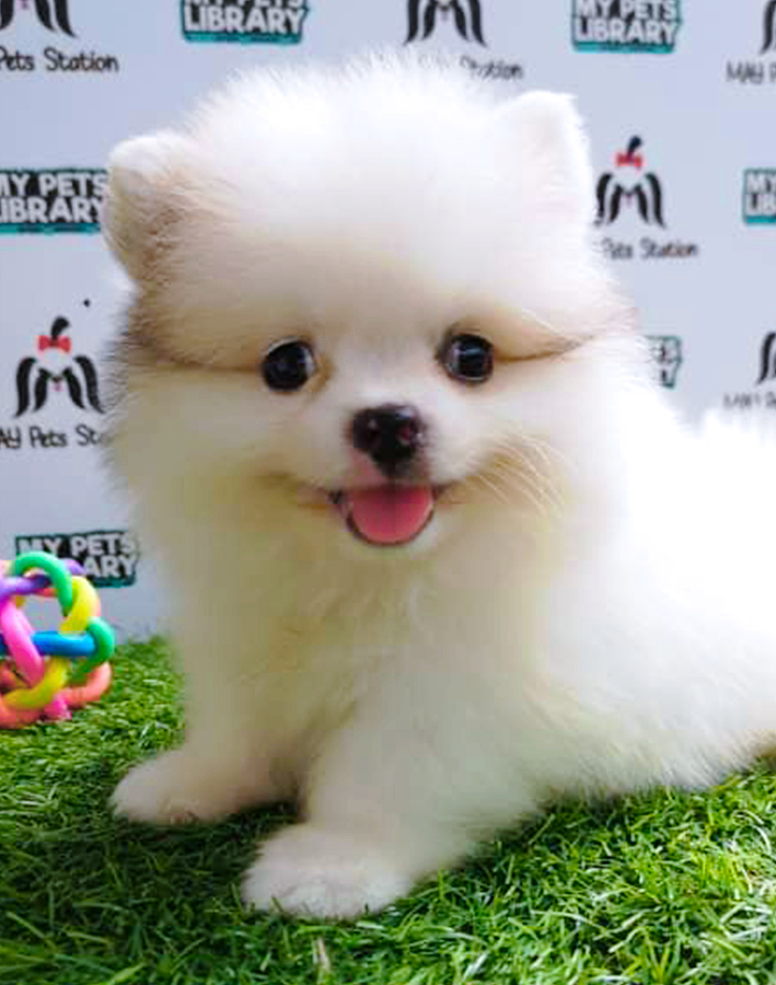 Quality Parti Pomeranian Puppy (Male) For Sale
