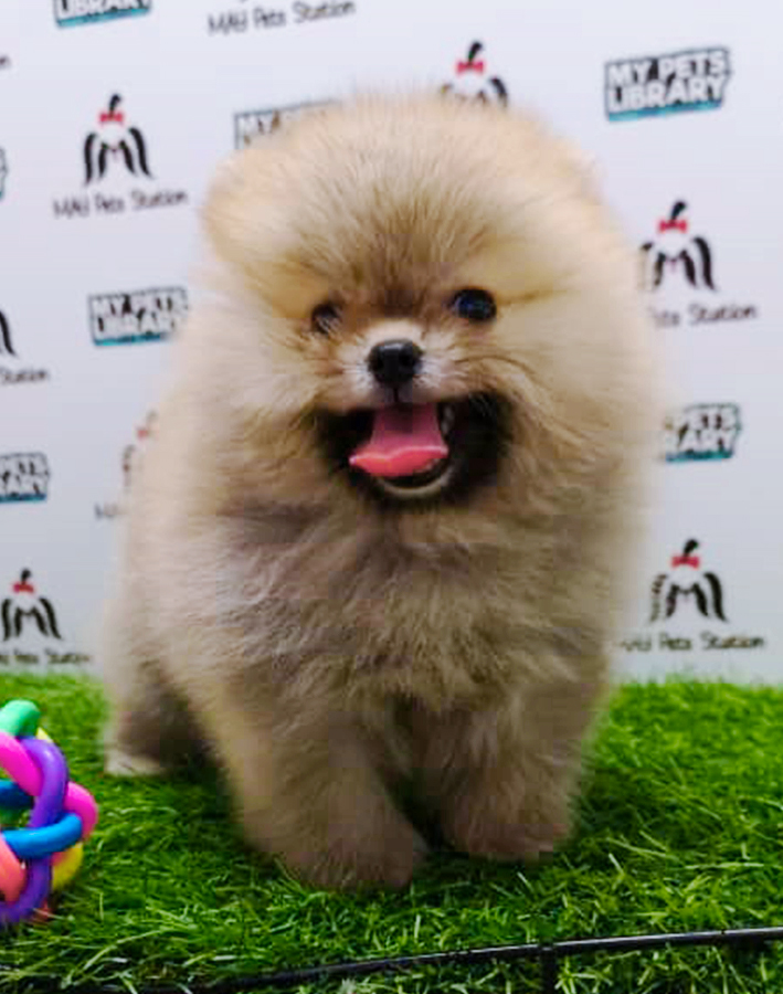 Sable Gray Pomeranian (Female) For Sale