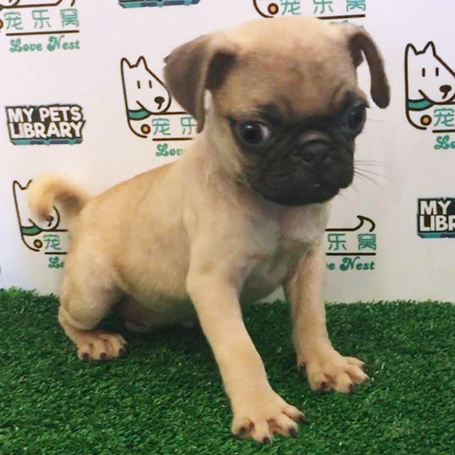 Fawn Pug (Male) For Sale