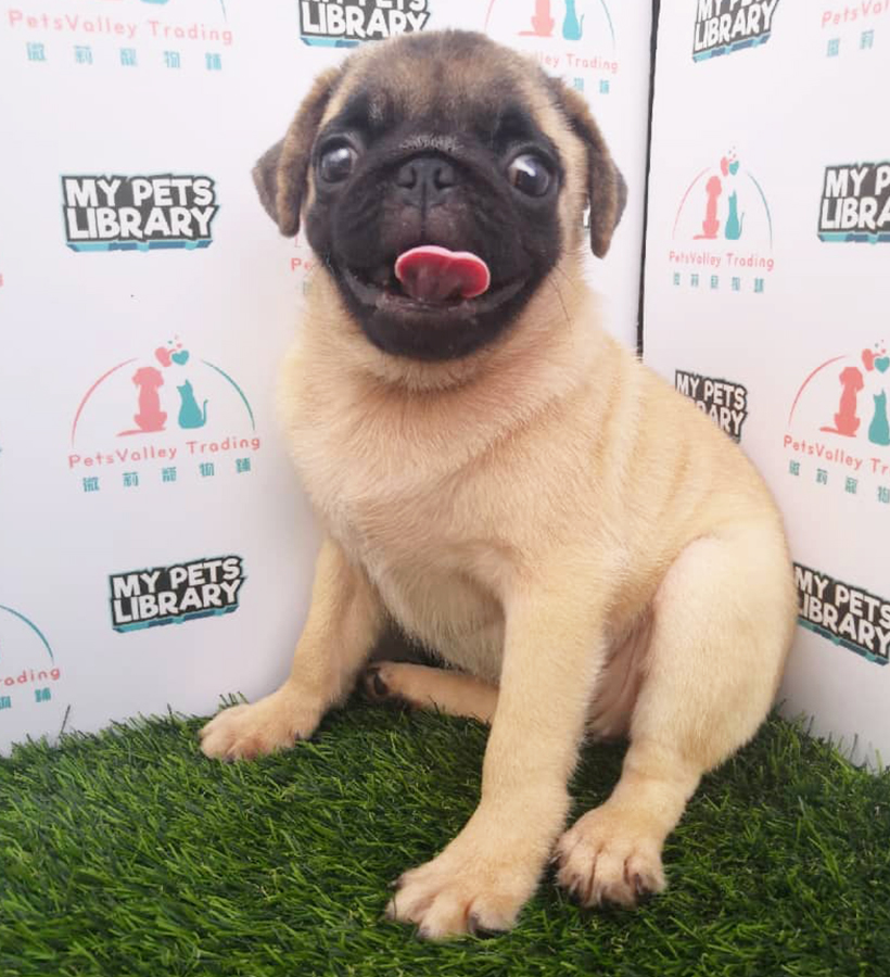 Fawn Pug (Female) For Sale