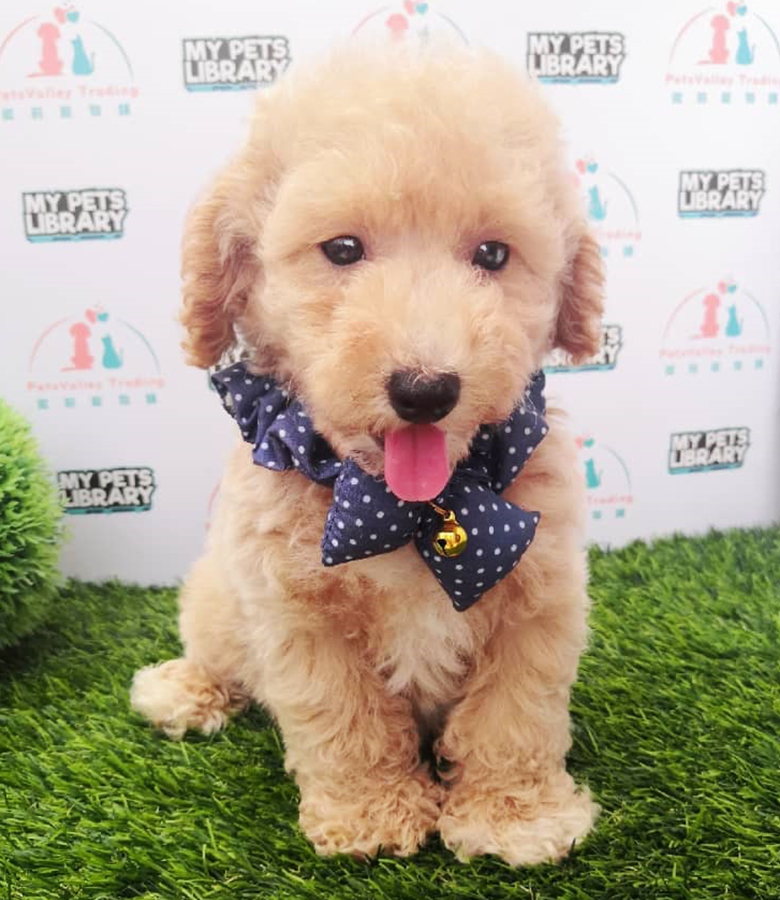 Brown Toy Poodle (Male) For Sale