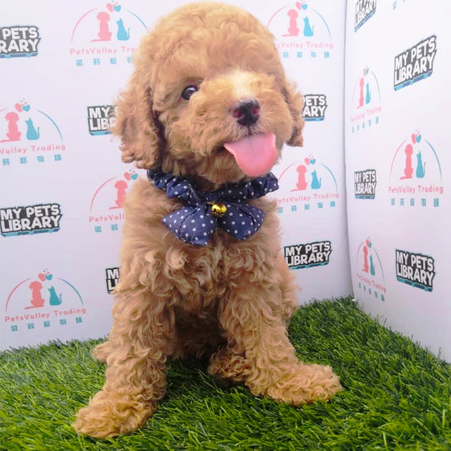 Brown Toy Poodle (Male) For Sale