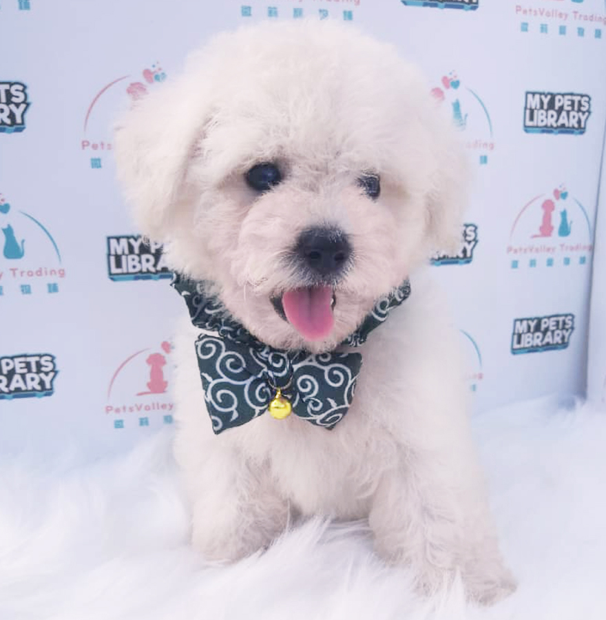 White Toy Poodle (Male) For Sale