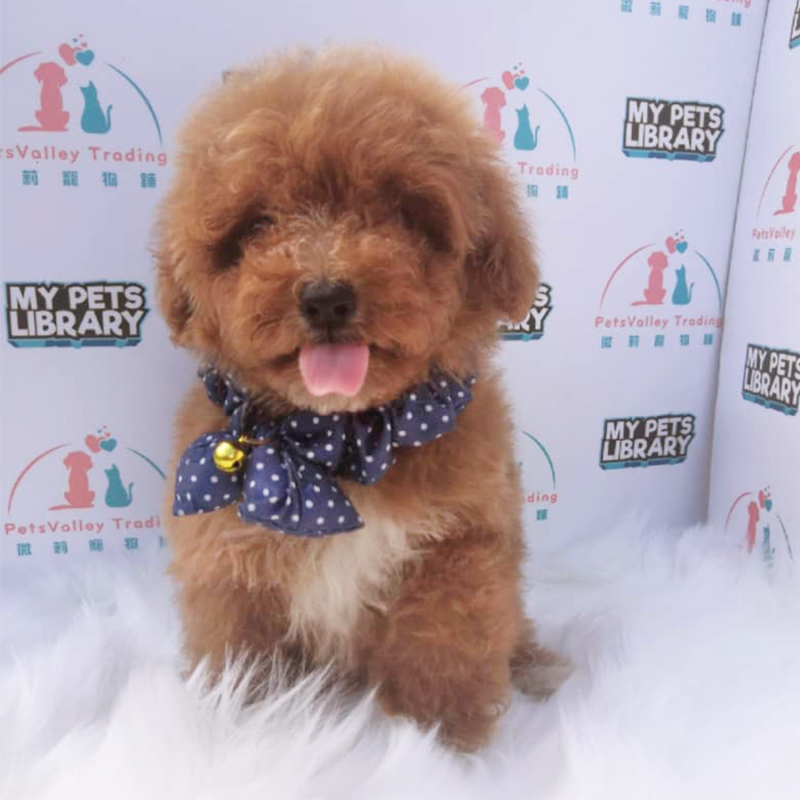 Red Toy Poodle (Female) For Sale