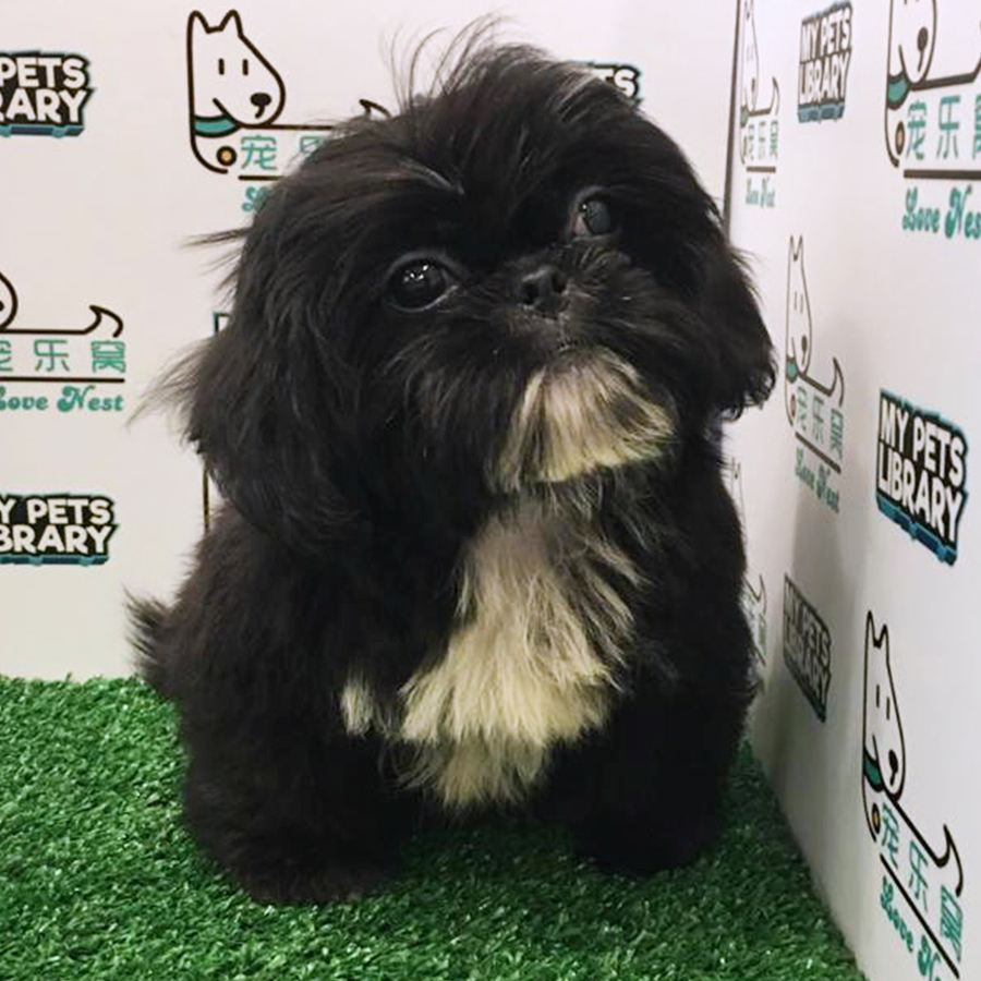 Shihtzu Mix Pekingese (Male) For Sale