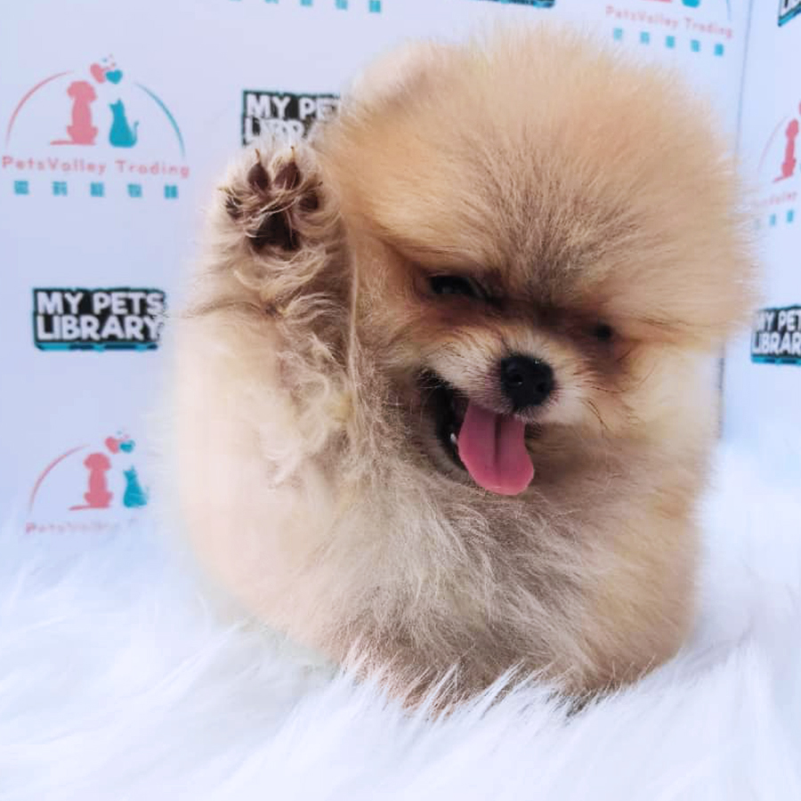 Orang Sable Pomeranian (Male) For Sale