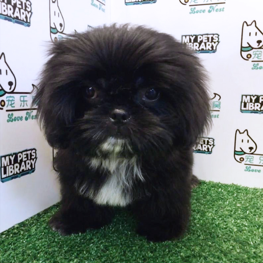Mix Breed (Female) For Sale