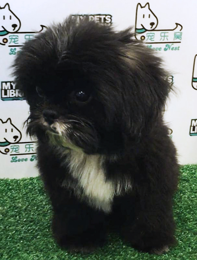 Mix Breed (Female) For Sale