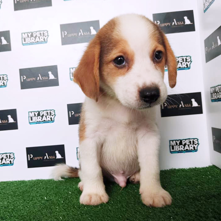Mix Breed (Male) For Sale