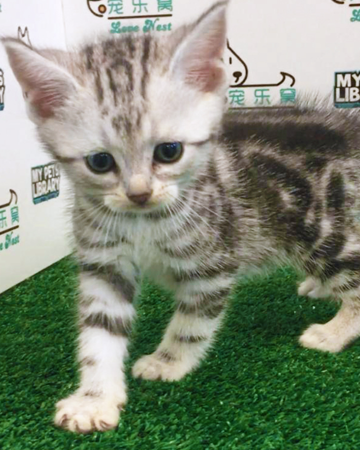 American Short Hair (Female) For Sale