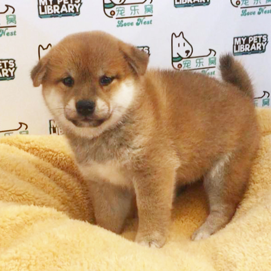 Shiba Inu (Female) For Sale