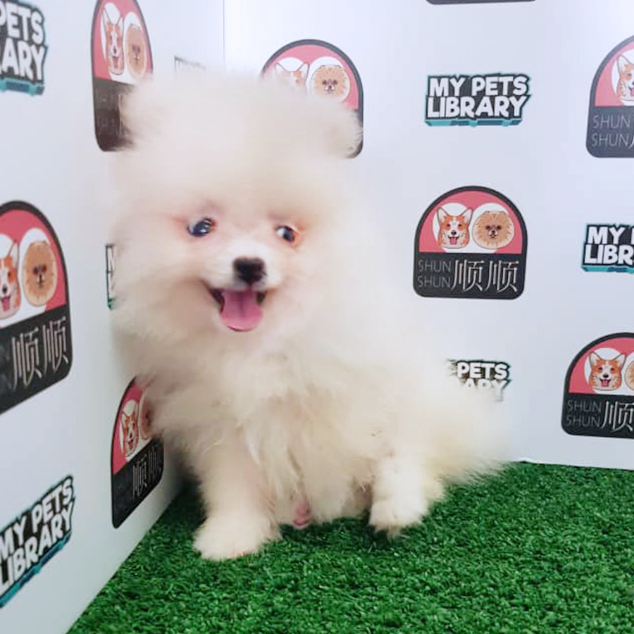 White Pomeranian (Female) For Sale