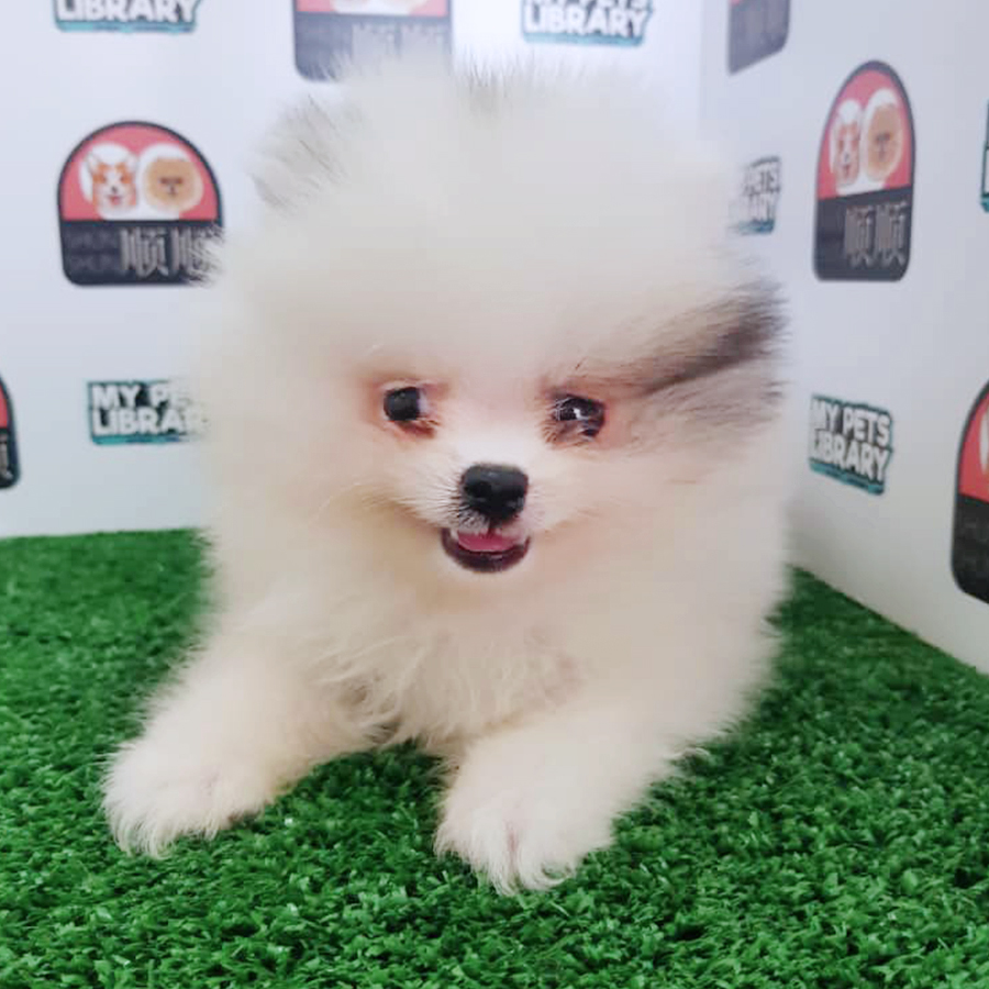 Parti Pomeranian (Male) For Sale