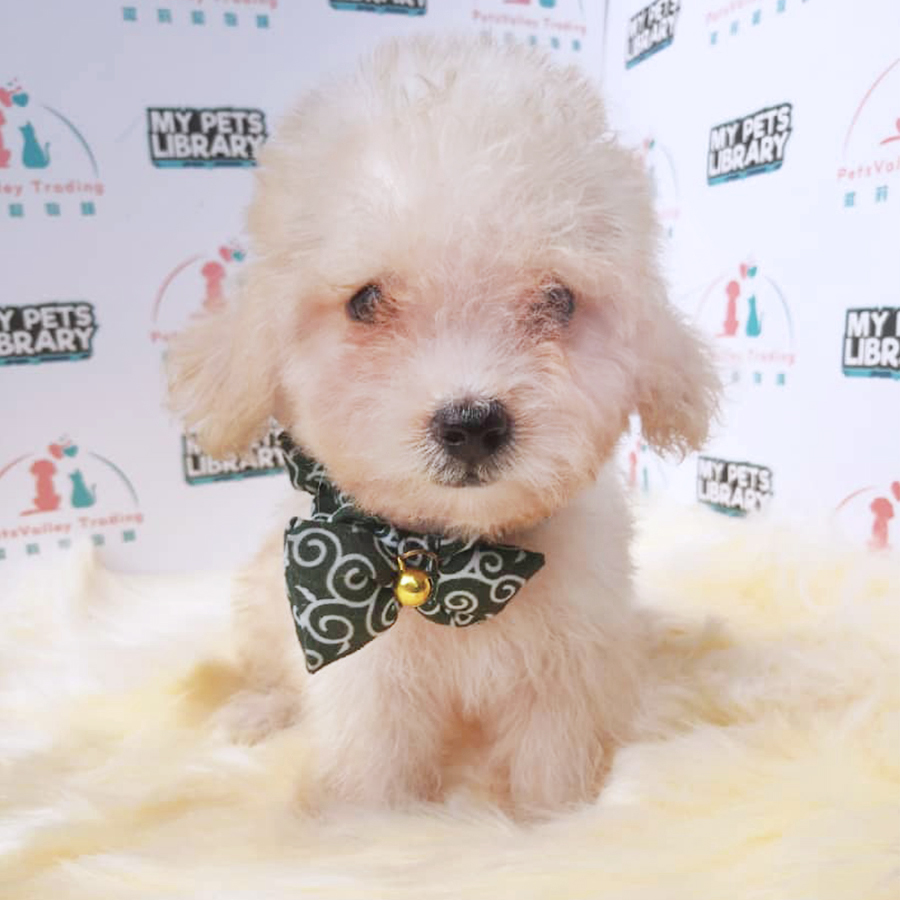 Cream White Maltipoo (Male) For Sale