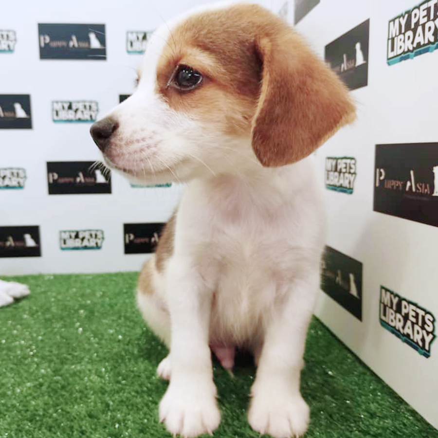 Mix Breed (Male) For Sale