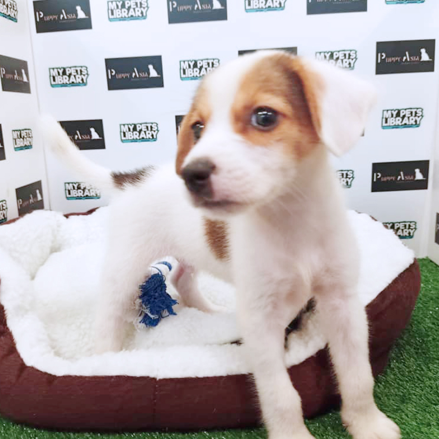 Mix Breed (Male) For Sale