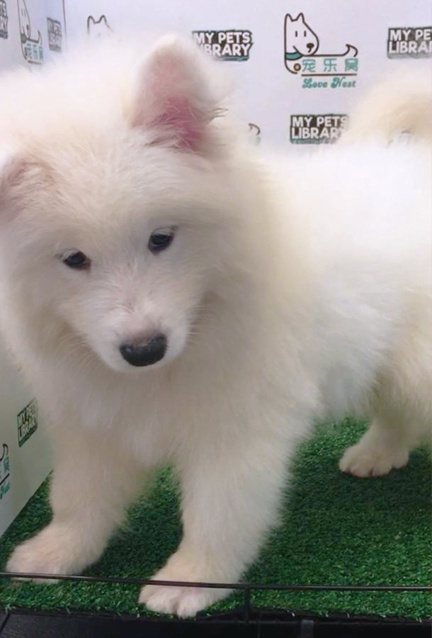 White Samoyed Puppy (Female) For Sale