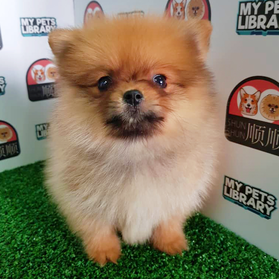 Orange Pomeranian Puppy (Female) For Sale