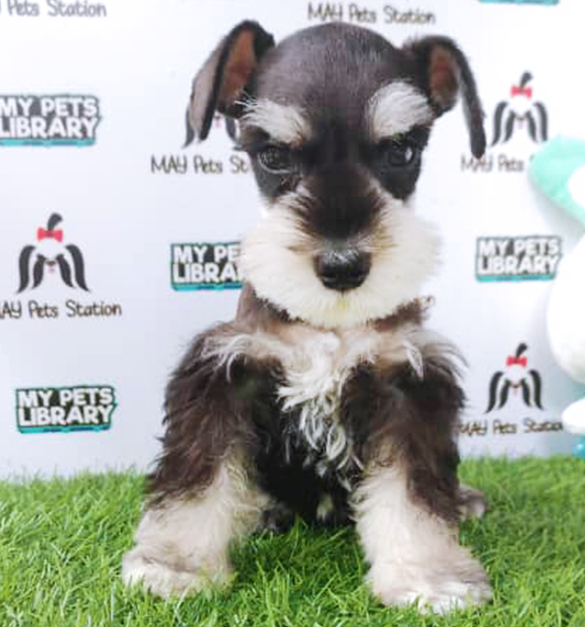 Schnauzer Puppy (Male) For Sale