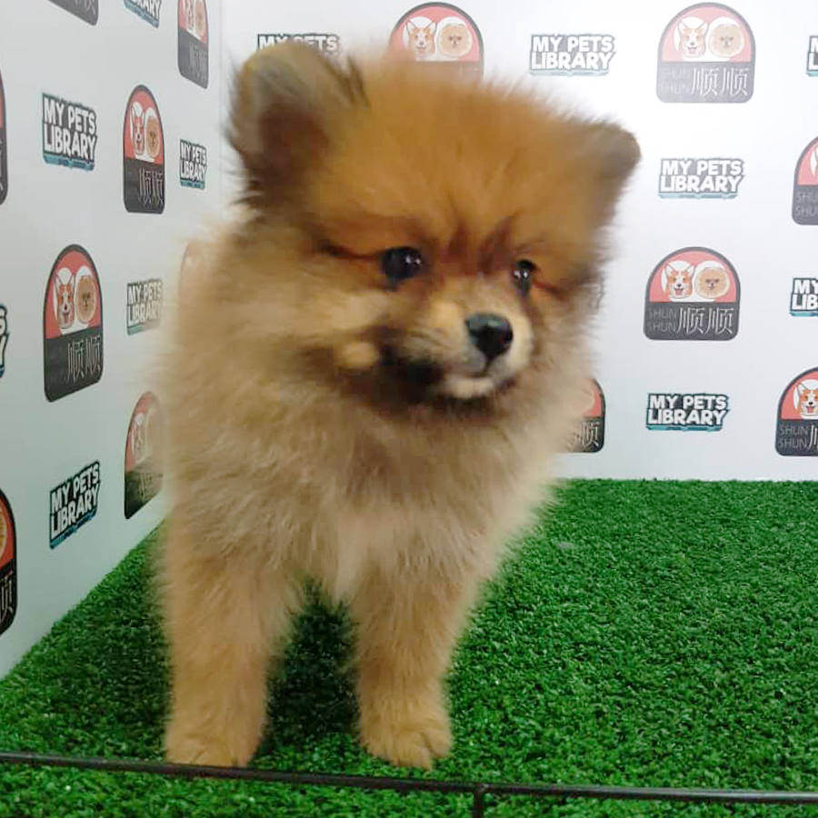 Brown Pomeranian Puppy (Male) For Sale