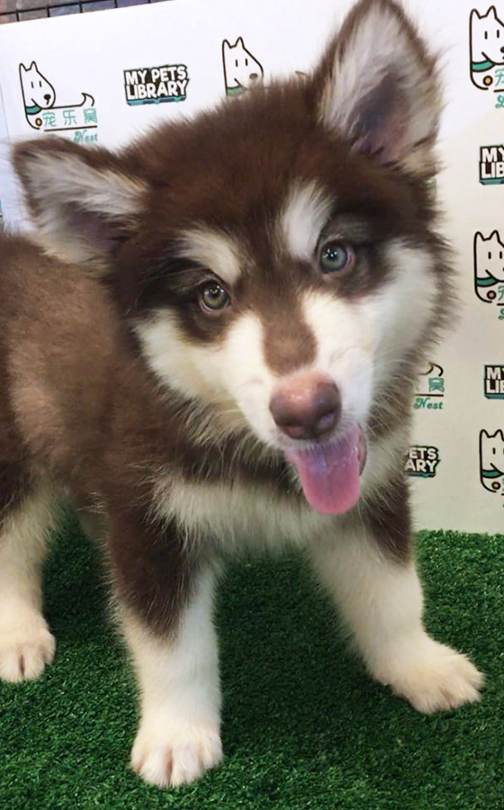 Alaskan Husky Puppy (Male) For Sale