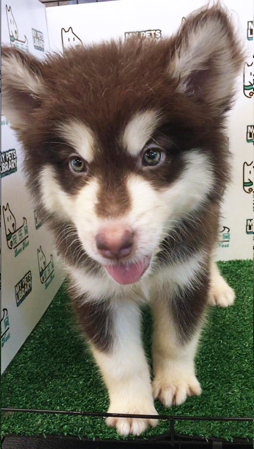 Alaskan Husky Puppy (Female) For Sale