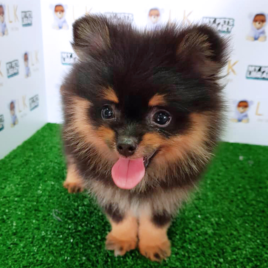 Pomeranian Puppy (Female) For Sale