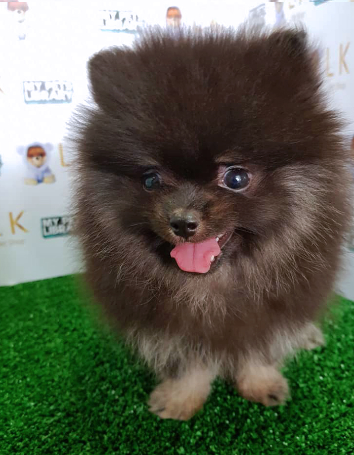 Black Pomeranian Puppy (Male) For Sale