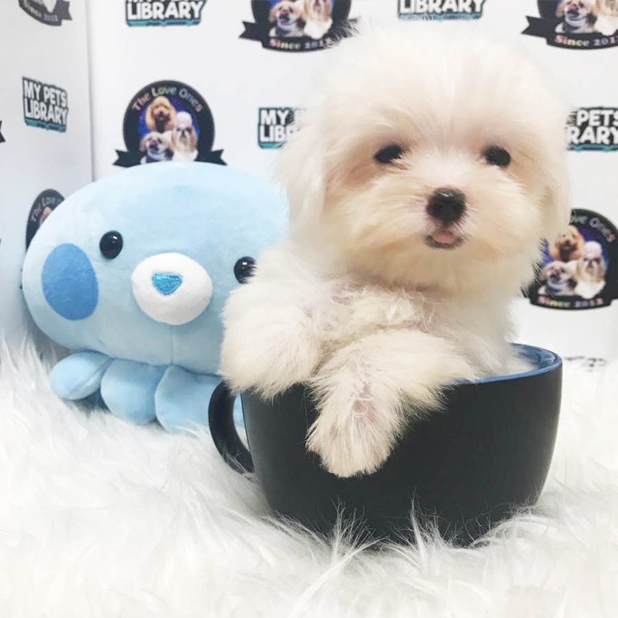 White Teacup Maltese (Male) For Sale