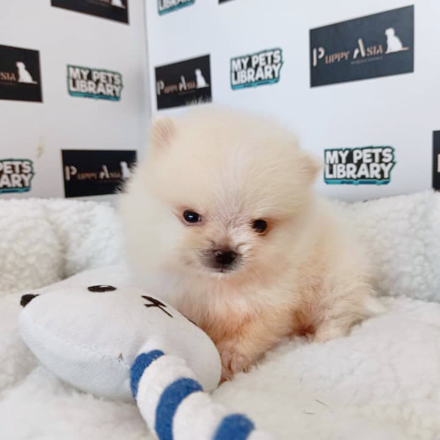 Cream White Pomeranian Puppy (Male) For Sale
