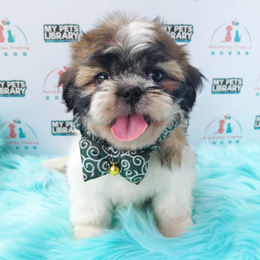 Tri Colour Shih Tzu Puppy (Female) For Sale