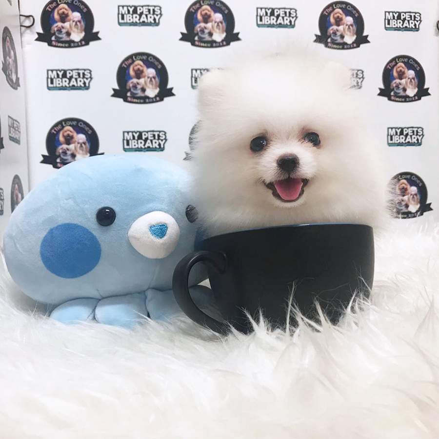 Solid White Teacup Pomeranian (Male) For Sale