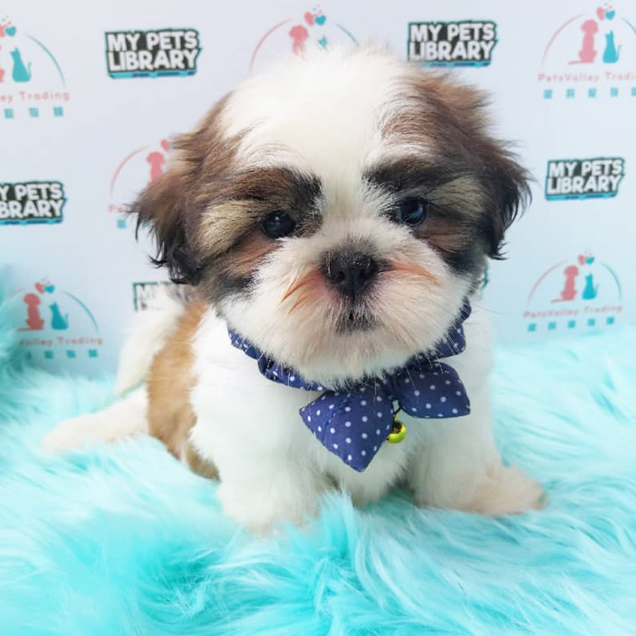 Tri Colour Shih Tzu Puppy (Female) For Sale